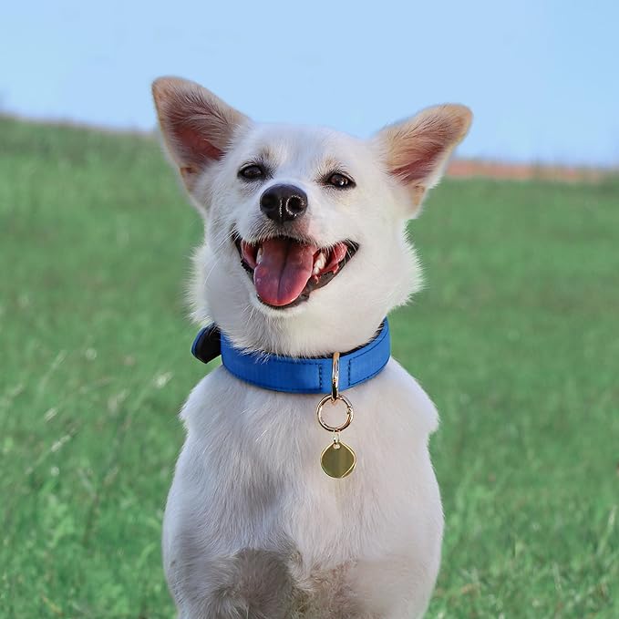 Didog Soft Padded Dog Collars for Medium Dogs, Lightweight and Breathable Dog Collar Waterproof with Metal Buckle, Blue, L