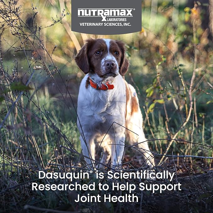 Nutramax Laboratories Dasuquin with MSM Joint Health Supplement for Small to Medium Dogs - With Glucosamine, MSM, Chondroitin, ASU, Boswellia Serrata Extract, and Green Tea Extract, 84 Soft Chews