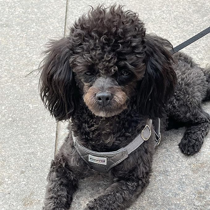 Puppytie No Pull xs Dog Harness with Multifunction Dog Leash,Soft Adjustable No Choke Escape Proof Pet Harness Vest,Glossy Grey,XS