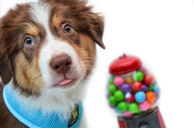 EcoBark Dog Harness - Eco-Friendly Max Comfort Harnesses - Luxurious Soft Mesh Halter - Over The Head Harness Vest- No Pull and No Choke for Puppy, Toy Breeds & Small Dogs (Small, Baby Blue)