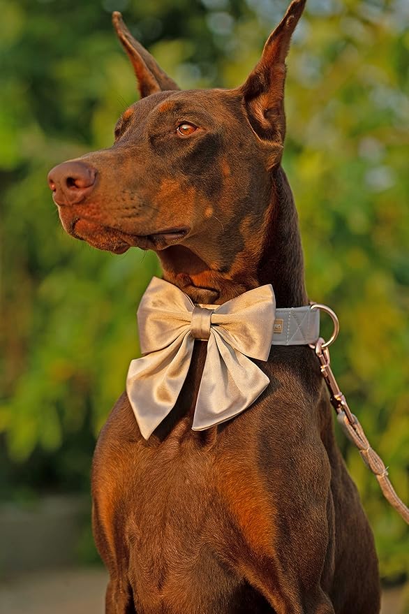 Unique Style Paws Silk Champagne Color Adjustable Durable Dog Collar with Bow Wedding Bow Tie for X-Small Puppy and Cats