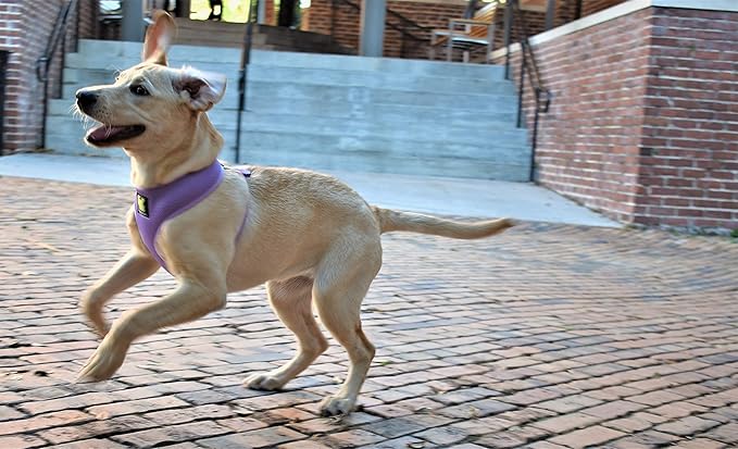 EcoBark Dog Harness - Eco-Friendly Max Comfort Harnesses - Luxurious Soft Mesh Halter - Over The Head Harness Vest- No Pull and No Choke for Small, Toy Breed, and Teacup Dogs (XS, Lavender)