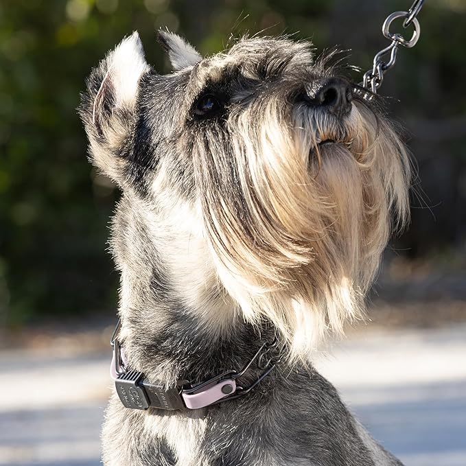Herm Sprenger Black Stainless Steel Dog Collar with Quick Release ClicLock Buckle and Biothane Insert Training Collar Made in Germany (Pastel Purple, 23in x 3.2mm(Neck Size up to19-20in))