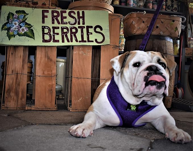 Classic Dog Harness Over The Head No Pull No Choke Design Soft Padded Mesh Breathable Vest for Eco-Friendly Easy Control Walking for Large Breed Dogs (XL, Purple)