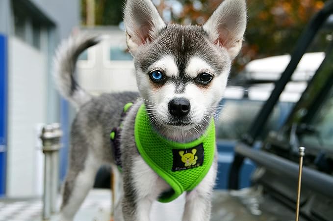 EcoBark Dog Harness - Eco-Friendly Max Comfort Harnesses - Luxurious Soft Mesh Halter - Over The Head Harness Vest- No Pull and No Choke for Puppy, Toy Breeds & Small Dogs (Small, Green)