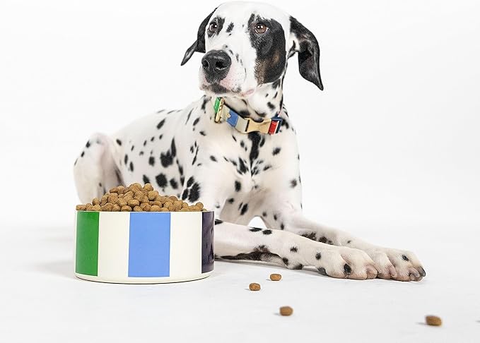 kate spade new york Cute Dog Collar with Gold Metal Details & Plastic Buckle, 15" to 22" Adjustable Dog Collar for Female or Male Dogs, Medium/Large, Adventure Stripe