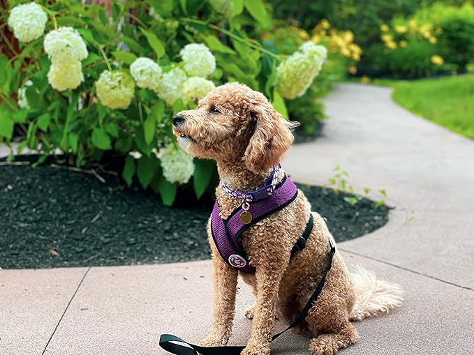 Gooby Comfort X Head In Harness - Purple, Small - Patented Choke-Free X Frame - Perfect On-The-Go Dog Harness for Medium & Small Dogs, Indoor & Outdoor Use