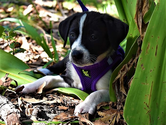 EcoBark Step-in Dog Harness Vest - Reflective Soft Ultra Padded Mesh Dog Harnesses for XXS, XS, Small, and Medium Dogs Eco-Friendly Comfort Secure Halter No Pull Adjustable Pet Vest (X-Small, Purple)
