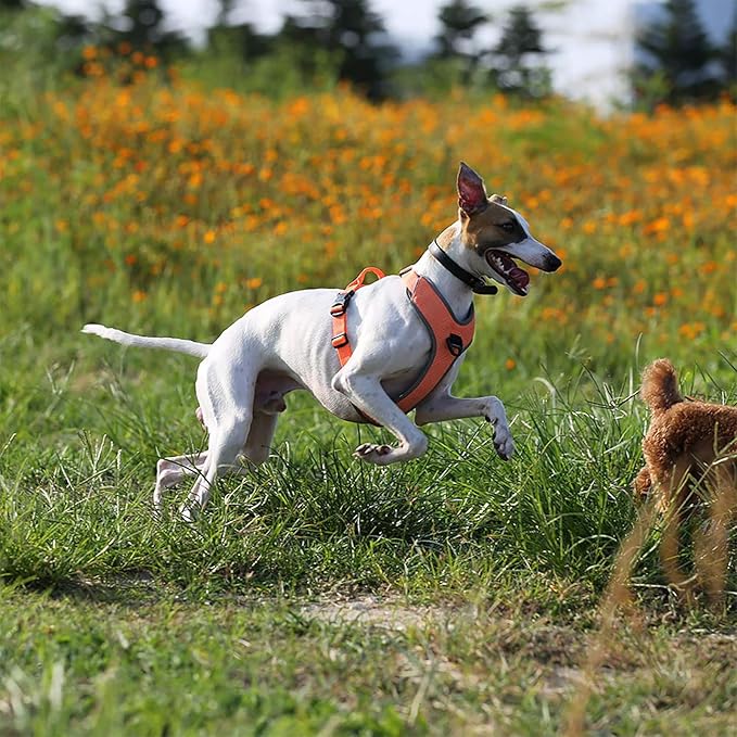 TRUE LOVE Dog Harness Outdoor Adventure II Reflective Vest with 2 Leash Attachments Matching Leash and Collar Available TLH6071