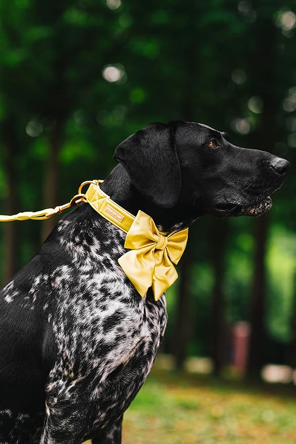 Unique style paws Silk Yellow Color Dog Collar Adjustable Durable Dog Collar with Bow Wedding Bow tie Dog Collar for Large Dogs
