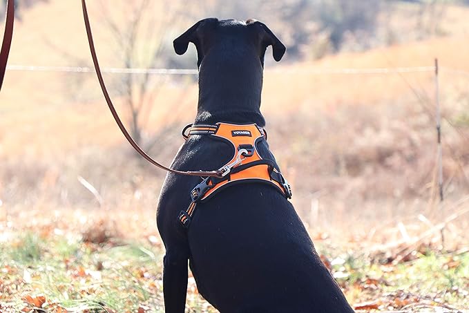 No Pull Dog Harness for Large Dogs, Dual Leash Attachments, Adjustable Soft but Strong Pet Harness with 3M Reflective Technology, Orange Nylon, XS (Chest: 13-16")