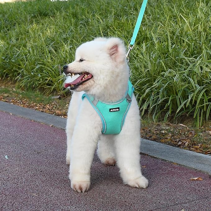AIITLE Dog Harness and Leash Set, No Pull Step in Puppy Harness with Super Breathable Mesh, Reflective Puppy Essentials for Outdoor Walking, Training for Small Dogs, Cats Turquoise XS