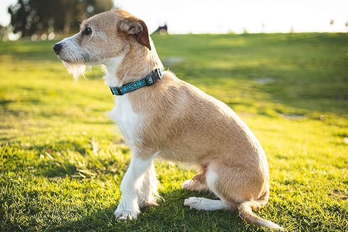 Dog Collars for Small Medium & Large Dogs Durable, Long Lasting, Adjustable, Heavy Duty Collars for Girl and Boy Puppy with Quick-Release Plastic Buckle.