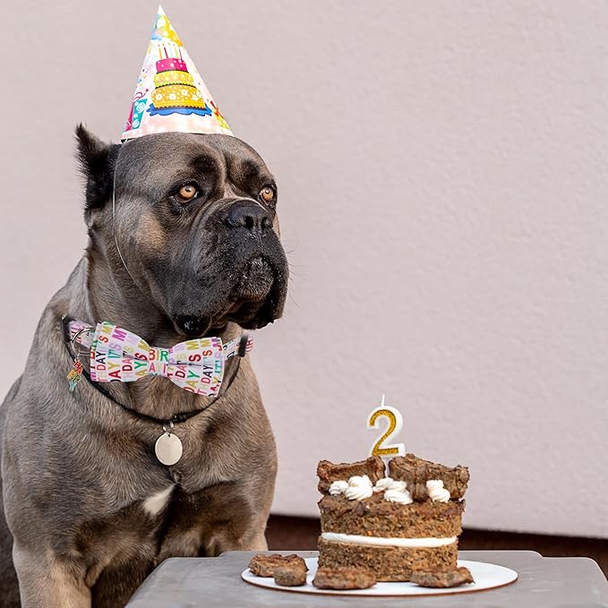 ADOGGYGO Birthday Dog Collar with Bowtie, Pet Birthday Collar with Detachable Bow, Adjustable Bowtie Collars for Small Medium Large Dogs (Medium)