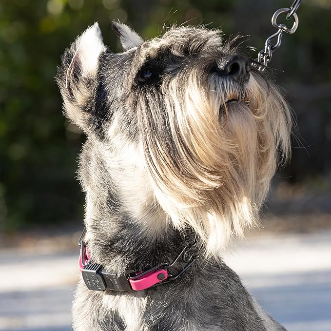 Herm Sprenger Black Stainless Steel Dog Collar with Quick Release ClicLock Buckle and Biothane Insert Training Collar Made in Germany (Passionfruit Pink, 23in x 3.2mm(Neck Size up to19-20in))