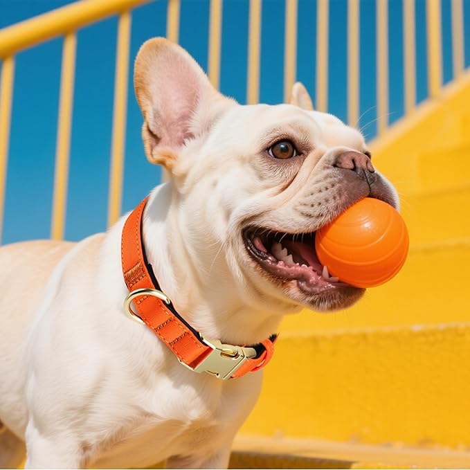 Didog Soft Padded Dog Collars for Medium Dogs, Waterproof and Durable Pet Collar with Quick Release Buckle, Light and Breathable for Daily Walking,Orange,M(Neck13-20)