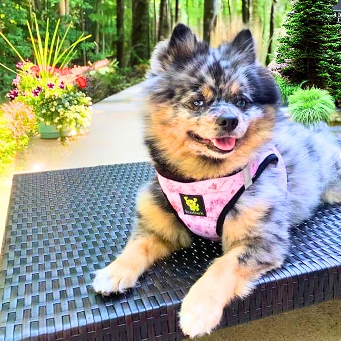 EcoBark Small Dog Harness - No Pull Step in Soft Luxury Mesh - Halter Vest for Toy Breeds - Cute Adjustable Halter Body Wrap (Small, Floral)