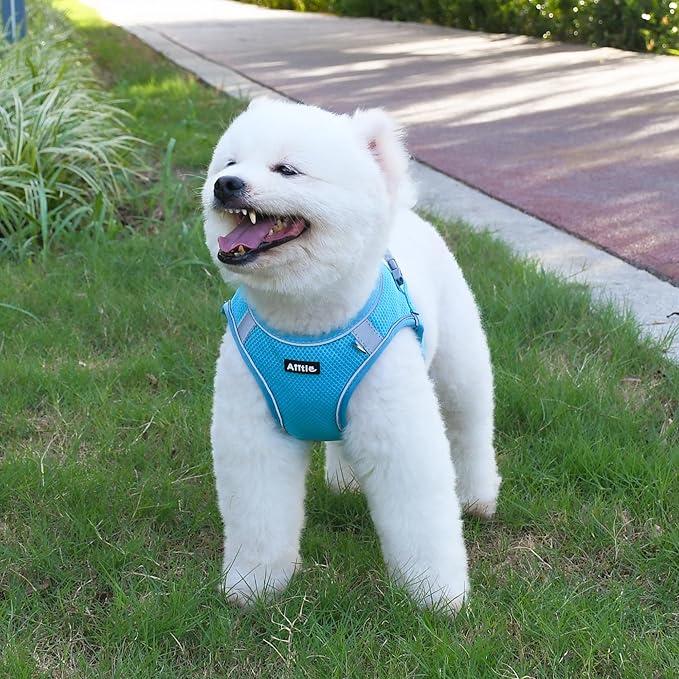 AIITLE Dog Harness and Leash Set, No Pull Step in Puppy Harness with Super Breathable Mesh, Reflective Puppy Essentials for Outdoor Walking, Training for Small Dogs, Cats Blue XS