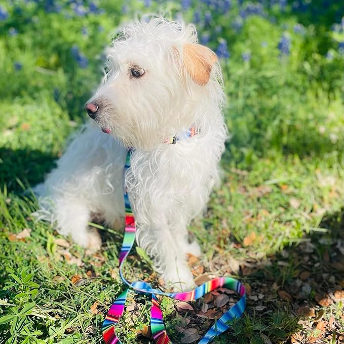 Lucky Love Dog - Adjustable Dog Collar and Leash Set with Easy Click Buckle for Small to Large Dogs, Durable, & Comfortable Collar for Male & Female Dogs, Puppies & Adult Ones - Nacho Combo, XS