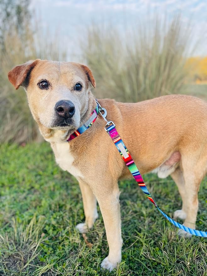 Lucky Love Dog - Adjustable Dog Collar and Leash Set with Easy Click Buckle for Small to Large Dogs, Durable, & Comfortable Collar for Male & Female Dogs, Puppies & Adult Ones - Nacho Combo, Medium