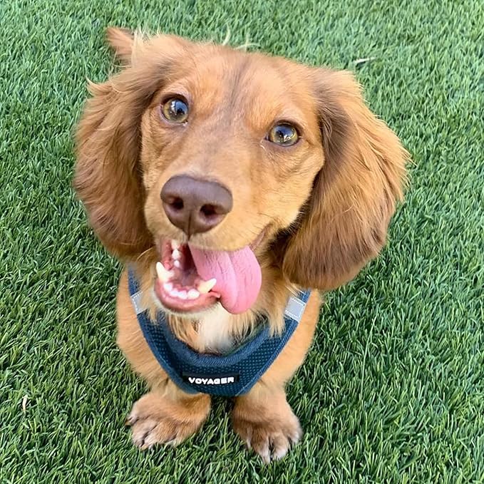 Voyager Step-in Air All Weather Mesh Harness and Reflective Dog 5 ft Leash Combo with Neoprene Handle, for Small, Medium and Large Breed Puppies by Best Pet Supplies - Set (Blue), XS