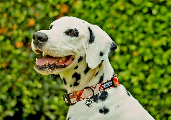Tuff Pupper Premium Adjustable Dog Collar for Small Boy & Girl Dogs, Stylish Pattern Collars Designed in USA, Quick Release Buckle, AztekSun Print, Small (0.7 Inch Wide x 8-12 Inch Neck)