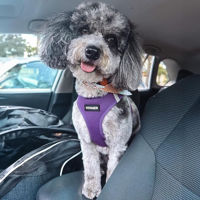 Voyager Step-in Air All Weather Mesh Harness and Reflective Dog 5 ft Leash Combo with Neoprene Handle, for Small, Medium and Large Breed Puppies by Best Pet Supplies - Set (Purple), M