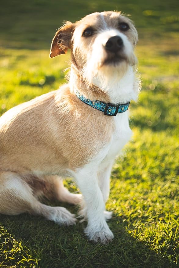 Dog Collars for Small Medium & Large Dogs Durable, Long Lasting, Adjustable, Heavy Duty Collars for Girl and Boy Puppy with Quick-Release Plastic Buckle.