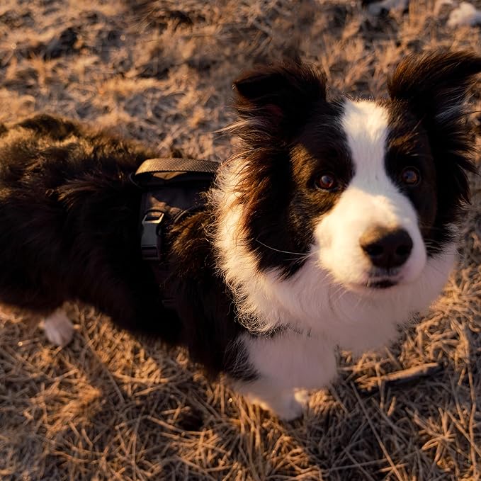 TUG Grab Dog Harness | Integrated Traffic Leash Magnetically Attached for Quick Control (XL/Black)