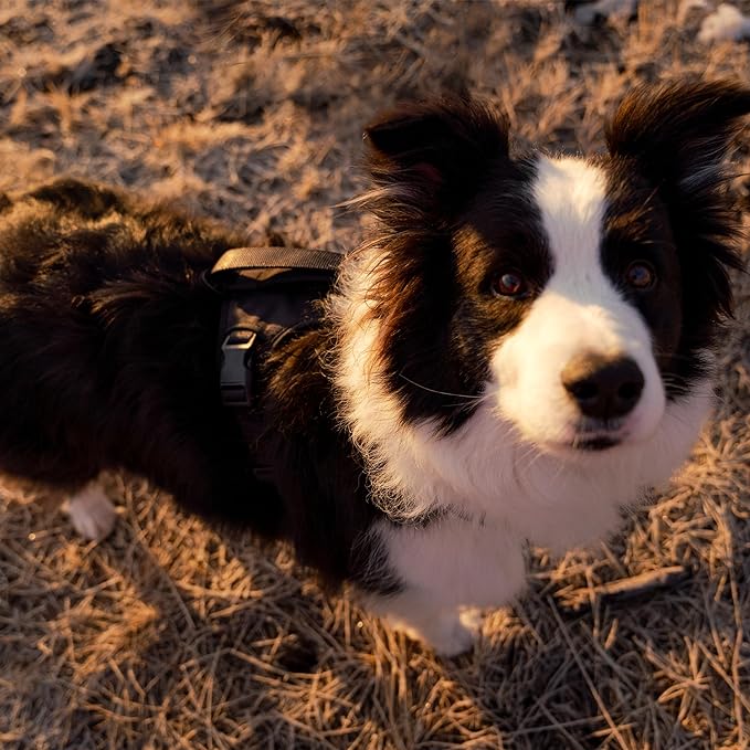 TUG Grab Dog Harness | Integrated Traffic Leash Magnetically Attached for Quick Control (Small/Black)