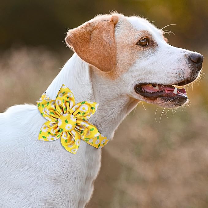 Daisy Yellow Girl Dog Collar Cute Cat Collars Dog Collars with Bow for Small Dogs Floral Colored Options Soft and Fancy Dog Collars for Girls Flower Pattern for Girl Dog Collar S