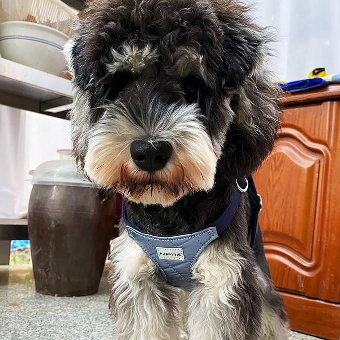 Puppytie No Pull Small Dog Harness with Multifunction Dog Leash,Lightweight Soft Adjustable No Choke Escape Proof Pet Harness Vest Pet Harness Vest,Glossy Galaxy Blue,S