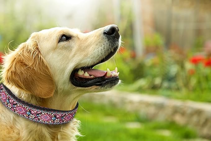 Dog Collar for Small Medium & Large Dogs - Woven Pattern on Long Lasting, Adjustable and Strong Puppy Quick Release Buckle, Quality Pink – Get It Now!