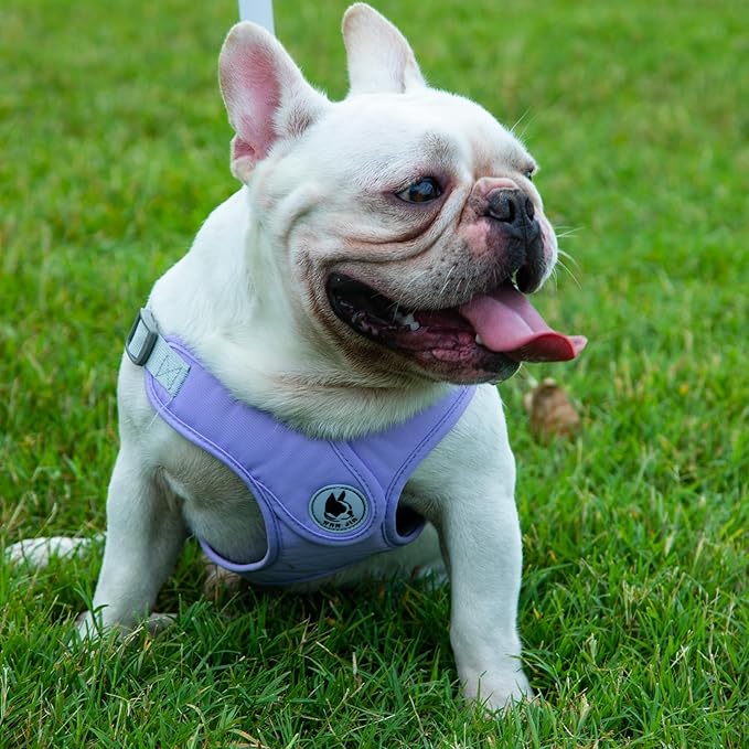 Dog Harness with Leash Set, No-Pull Pet Harness with 1 Leash Clips, Adjustable Soft Padded Pet Vest for Small Medium Dogs No Pull, Puppy Harness and Leash Set