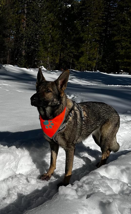Orange Dog Bandana. Hi-Visibility Reflective Blaze Orange Bandana for Large and Small Pets. Safety Accessories for Walking, Camping, and Off Leash Exploration.