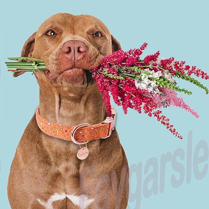 Faygarsle Orange Stars Moon Pattern Dog Collar for Small Medium Large Dogs Cute Puppy Collars for Female Dogs for Summer Spring Wedding Necklace Girl Dog Collar L