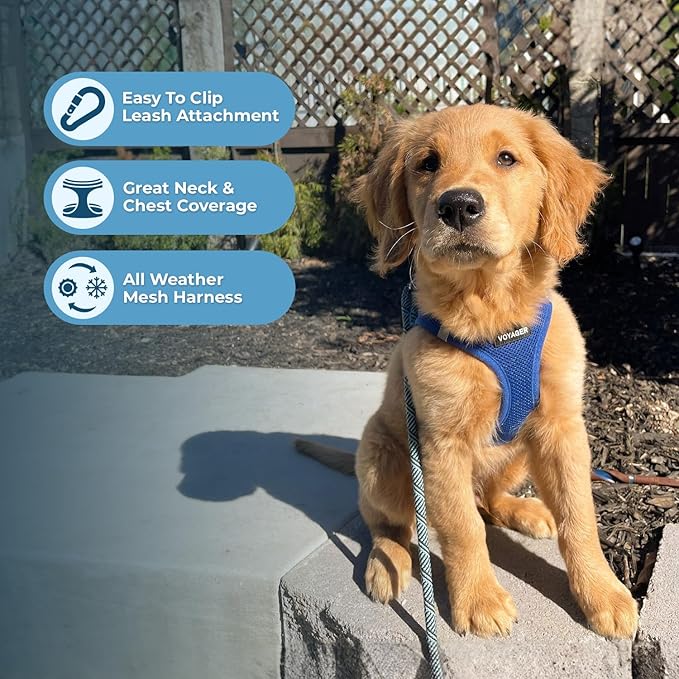 Voyager Step-in Air All Weather Mesh Harness and Reflective Dog 5 ft Leash Combo with Neoprene Handle, for Small, Medium and Large Breed Puppies by Best Pet Supplies - Set (Royal Blue), M