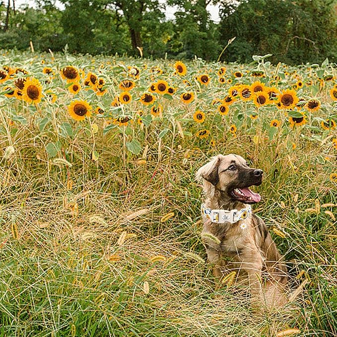 Elegant little tail Dog Collar,Sunflower Pattern Pet Collar Cute Durable Spring Female or Male Adjustable Cotton Pet Collar with Quick Release Buckle for Small Dogs