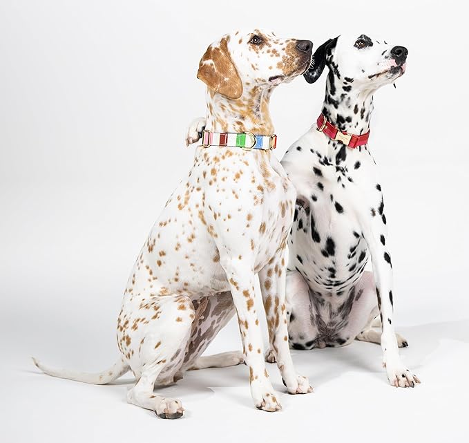 kate spade new york Cute Dog Collar with Gold Metal Details & Plastic Buckle, 15" to 22" Adjustable Dog Collar for Female or Male Dogs, Medium/Large, Adventure Stripe