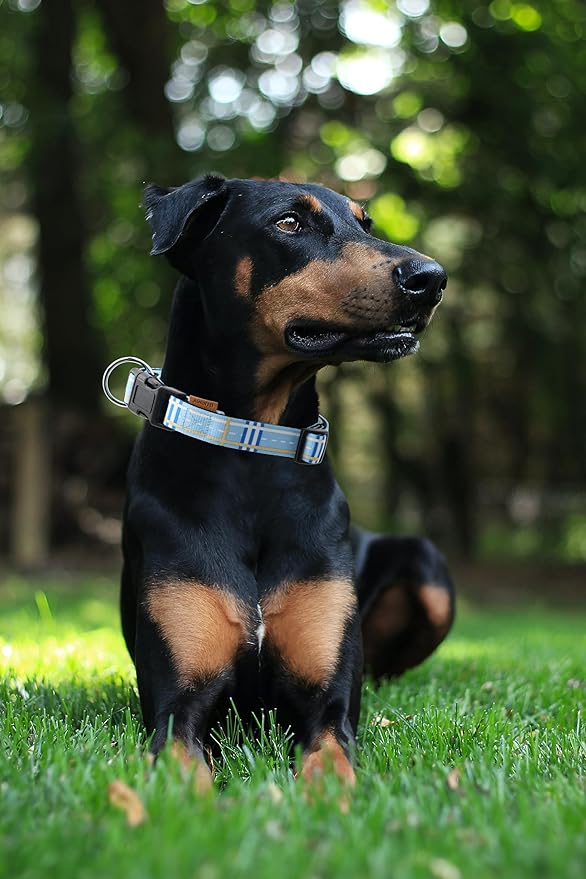 Dog Collar, Cute Stripe Pattern, Neoprene Padded and Adjustable Collar with Quick Release Buckle, Reinforced Structure (L (Neck 18-28", Width 1"), Stripe Blue)