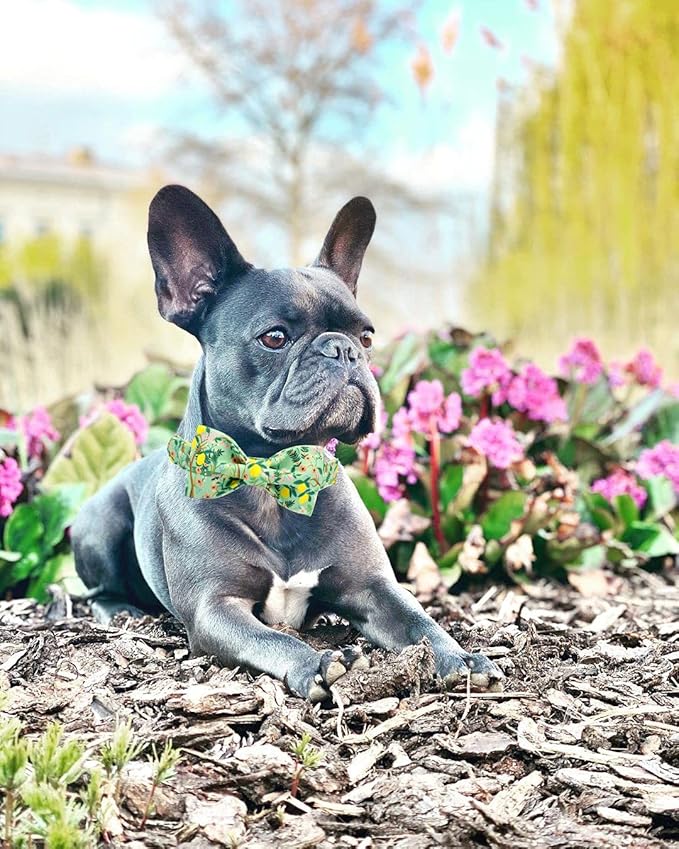 Lionheart glory Premium Floral Dog Collars, Bowtie Dog Collar, Adjustable Heavy Duty Girl Dog Collar with Bow for Large Dogs