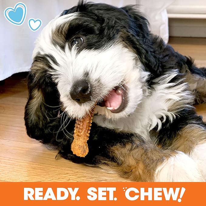 Nylabone Puppy Gift Box, Includes 3 Strong Chew Toys and 1 Natural Dog Treat, Gifts for Puppies, Small - Up to 25 lbs, 4 Pack