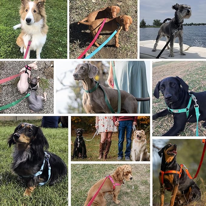 Blueberry Pet Essentials 19 Colors Durable Classic Dog Leash 5 ft x 5/8", Dark Orchid, Small, Basic Nylon Leashes for Dogs