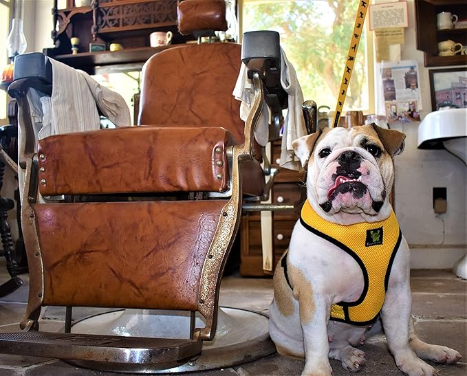 EcoBark Dog Harness - Luxurious Soft Mesh - Eco-Friendly Over The Head Vest Harness - No Pull & No Choke Design - Padded Breathable Body Halter - Large Puppies & Medium Breeds (Yellow, XL)