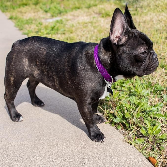 Country Brook Petz Martingale Dog Collar - Heavy-Duty Training Collar with No Buckle - Service Dog Collar for All Pups - Vibrant, Colorful Collection (Purple, 3/8 Inch, 2XS)