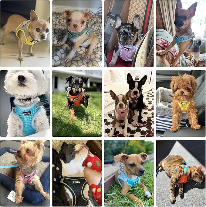 AIITLE Dog Harness, Spring No-Pull Cat Harness with a Leash, Adjustable Reflective Dog Vest, Cat Harness Escape Proof, Outdoor Walking, Camping for Extra Small Dogs and House Cats Yellow XXXS