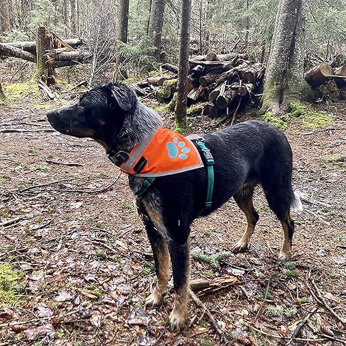 Orange Dog Bandana. Hi-Visibility Reflective Blaze Orange Bandana for Large and Small Pets. Safety Accessories for Walking, Camping, and Off Leash Exploration.