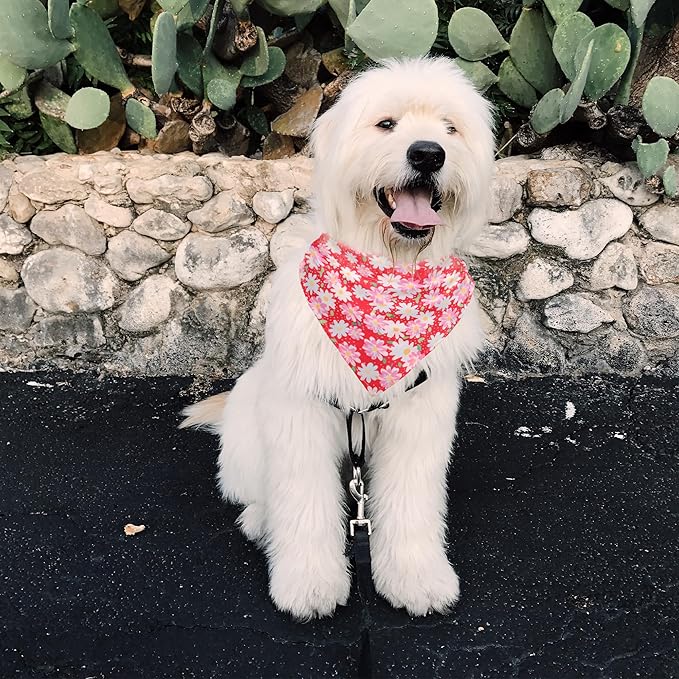 Dog Collars and Bandanas - Soft Adjustable Fancy Floral Boys Girls Puppy Collar for Small Medium Large Dogs.