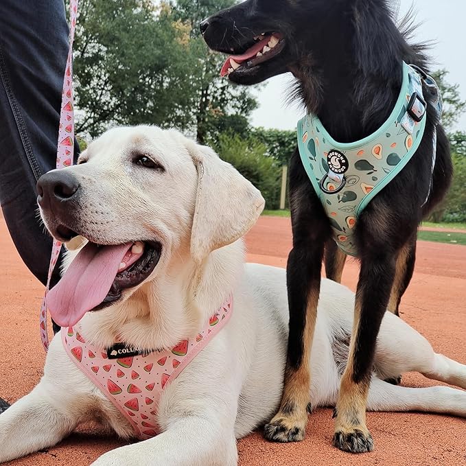 Dog Cat Harness and Leash Set, Puppia Soft Mesh Padded and Adjustable Puppy Vest Cute Dog Clothes Escape Proof Easy Walk Pet Accessories