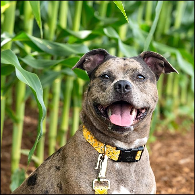 Country Brook Petz - Deluxe Yellow Bandana Dog Collar - Made in The U.S.A. - Country and Western Collection Featuring Rustic Designs (1/2 Inch, Extra Small)
